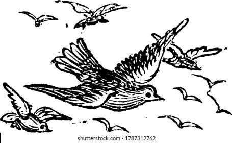 Group of same kind of birds traveling through air. , vintage line drawing or engraving illustration. 