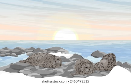 A group of seals lies on the rocks on the seashore. North Sea coast. Realistic vector landscape