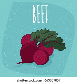 Group of several ripe beetroot fruits with small leaves, whole and beautifully cut into pieces. Isolated blue background. Realistic hand draw style. Lettering Beet. Vector illustration