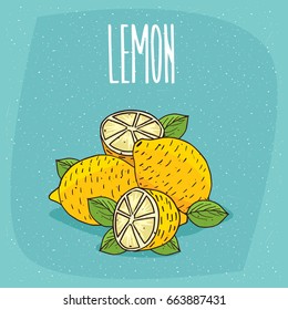 Group of several ripe lemons fruits with leaves, whole and beautifully cut into pieces. Visible flesh. Isolated background. Realistic hand draw style. Lettering Lemon. Vector illustration