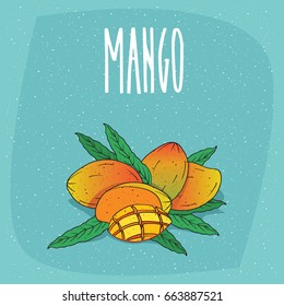 Group of several ripe mangoes fruits with leaves, whole and beautifully cut into pieces. Visible flesh. Isolated background. Realistic hand draw style. Lettering Mango. Vector illustration