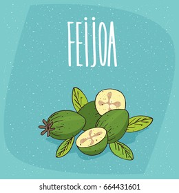 Group of several ripe pineapple guava fruits with small leaves, whole and beautifully cut into pieces. Isolated background. Realistic hand draw style. Lettering Feijoa. Vector illustration