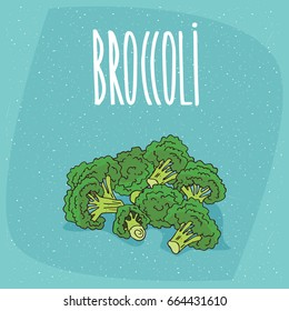 Group of several ripe vegetables broccoli stalks. Beautifully cut, visible section. Isolated blue background. Realistic hand draw style. Lettering inscription Broccoli. Vector illustration