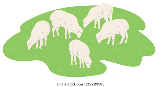 Group of sheep grazing on green lawn.  Farm animal flock simple vector flat illustration.