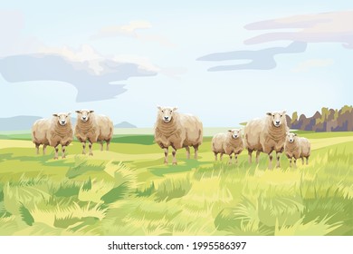 The group of sheep in the wide grass view