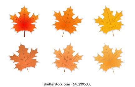 Group of Signle Autumn leaf with defferent color. Set of Autumn maple leaf with shadow. Vector illustration