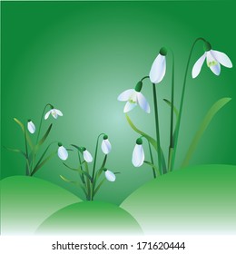 group of snowdrops on green background