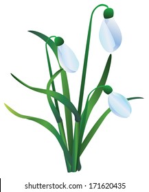 group of snowdrops on white background