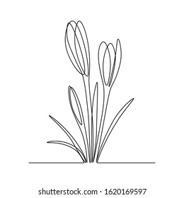 Group of spring crocus flowers in continuous line art drawing style. Black linear sketch on white background. Vector illustration