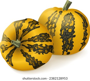 Grupo de calabaza de aceite de Estiria.  Calabaza de invierno. Cucurbita pepo. var. Estiriaca. Frutas y verduras. Ilustración vectorial aislada.