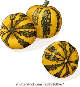 Group of Styrian oil pumpkin.  Winter squash. Cucurbita pepo. var. Styriaca. Fruits and vegetables. Clipart. Isolated vector illustration.