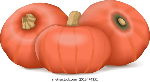 Group of Sunshine kabocha squash. Winter squash. Cucurbita maxima. Fruits and vegetables. Isolated vector illustration.