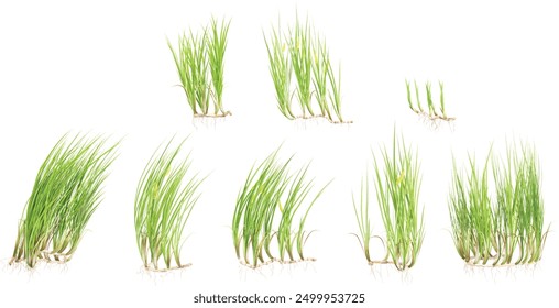 Group of Sweet flag plant, isolated on white background. 3D render