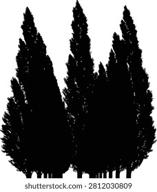Group of tall slender cypress tree silhouettes isolated on white background
