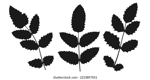 Group of the three black Christmas holly branches