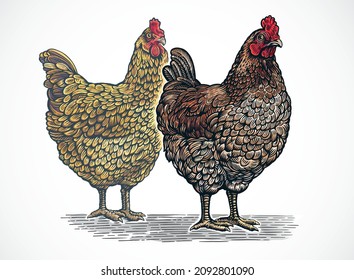 Grupo de dos pollos, de estilo gráfico (grabado) y de color pintado.