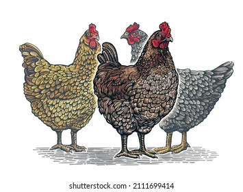 Group of three chickens, in graphic (engraved) style and painted color.