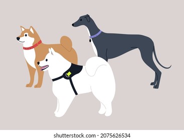 A group of three dogs, Shiba inu, Samoyed and Greyhound breed