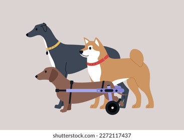 A group of three dogs, a Shiba inu, a Greyhound, and a sausage dog with a moving disability using a wheelchair support