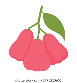 Group of three fresh water apple fruits with leaves attached illustrating tropical harvest botanical element for healthy eating graphic design project.