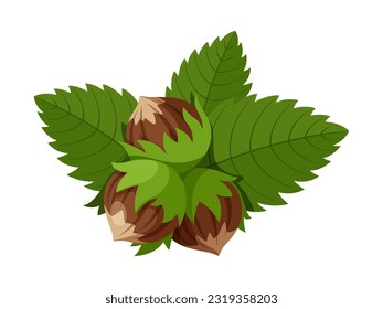 Group of three hazelnuts with leaves. Vector illustration isolated on white background. Stock vector.