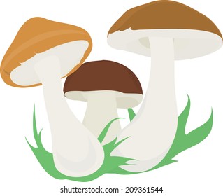 group of three isolated mushrooms on white