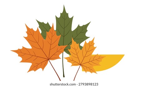 Group of three maple leaves in shades of orange, green, and yellow reflecting the vibrant colors of the autumn season and fall harvest.