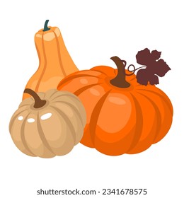 A group of three pumpkins of different shapes. Vector. Illustrated clipart.