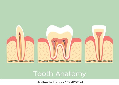 group of tooth anatomy structure including the bone and gum, molar, incisor, canine - dental cartoon vector flat style cute character for design