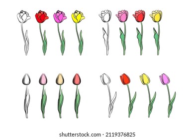 A group of tulips with different bud colors. Spring flowers. Women's flowers. Delicate shades for tulips. Gift flowers. Tulips