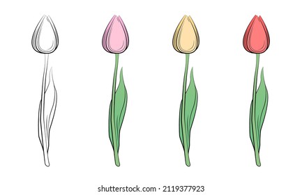 A group of tulips with different bud colors. Spring flowers. Women's flowers. Delicate shades for tulips. Gift flowers