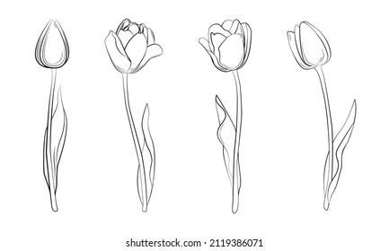 A group of tulips. Spring flowers. Women's flowers. Gift flowers. Colorless tulips