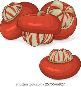 Group of Turban Squash or Turk’s Turban. Winter squash. Cucurbita maxima. Vegetables. Clip art. Isolated vector illustration.