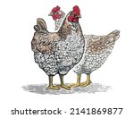 Group of two chickens, in graphic (engraved) style and painted color.
