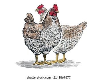 Group of two chickens, in graphic (engraved) style and painted color.