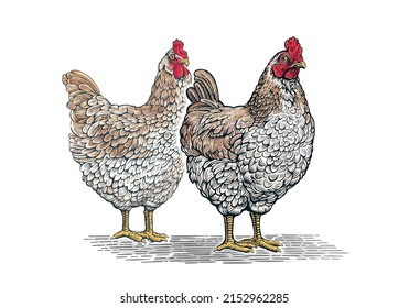 Group of two chickens, in graphic (engraved) style and painted color.