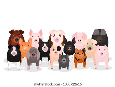 group of various breeds pigs