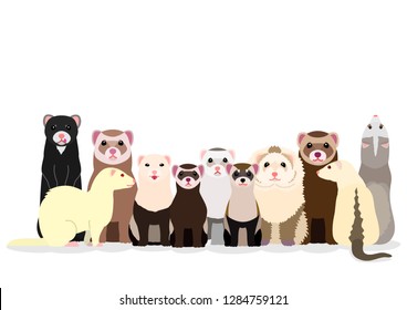 group of various ferrets