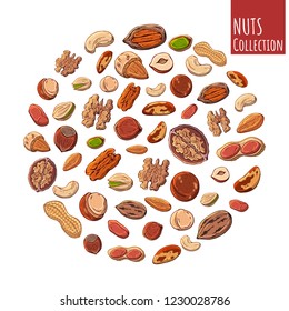 Grupo de ilustraciones de los vectores coloridos sobre el tema de la nutrición; conjunto de diferentes tipos de nueces. Objetos aislados realistas para tu diseño.