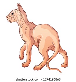 Group of vector colorful illustrations on the pets theme: cats of various breeds and colors. Cartoon character. Domestic animal. Isolated objects for your design.