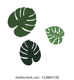 group of vector monstera leaves