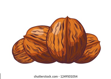 Group Walnuts Shell On White Background Stock Vector (Royalty Free ...