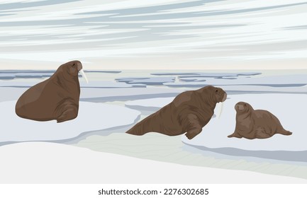 A group of walruses is resting on ice floes near the coast of the northern ocean. Wildlife of the Arctic. Realistic vector landscape