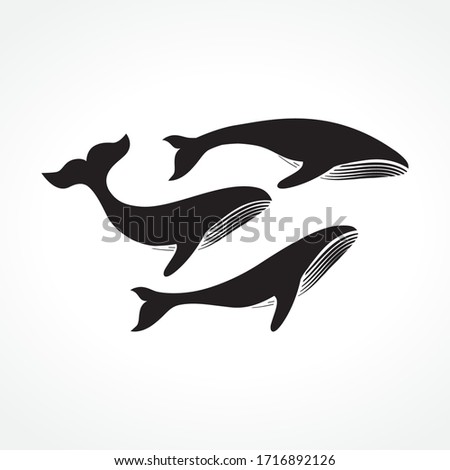 group of whales, vector illustration
