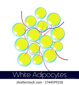 group of White Adipocyte cells with blood vessel and sympathetic nerve innervation vector illustration eps in yellow and blue color combination for research article  and book use