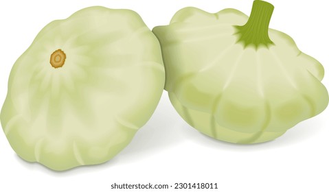 Group of White Patty Pan squash or Scallop or Scallopini squash. Summer squash. Cucurbita pepo. Fresh, organic, raw fruits and vegetables. Vector illustration isolated on white background.
