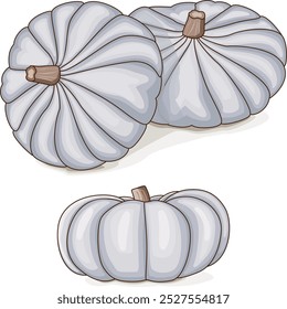 Group of White Valenciano pumpkin. Winter squash. Cucurbita maxima. Vegetables. Clip art. Isolated vector illustration.