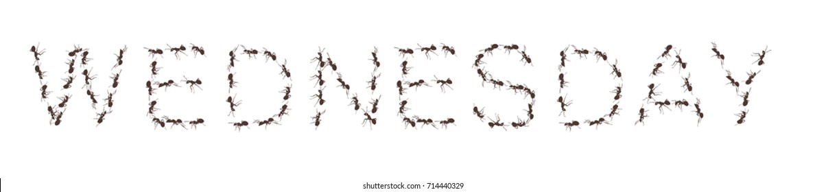 Group of working ants create the word Wednesday