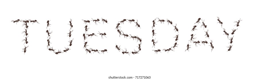 Group of working ants create the word Tuesday