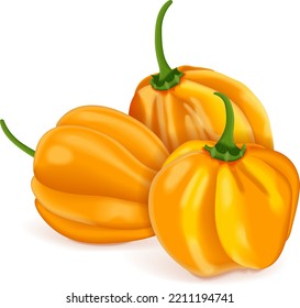 Group of yellow habanero chili peppers. Capsicum chinense. Heat chili pepper. Fresh organic vegetables. Vector illustration isolated on white background.